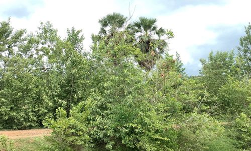 Plants and trees in forest against sky