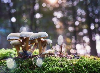 Group of mushrooms on light green moss against a blurred background with the bokeh of radiant  sun