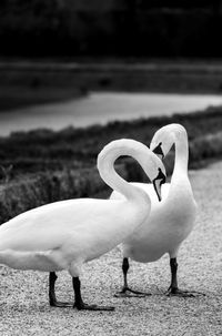 Close-up of swan swimming on lake