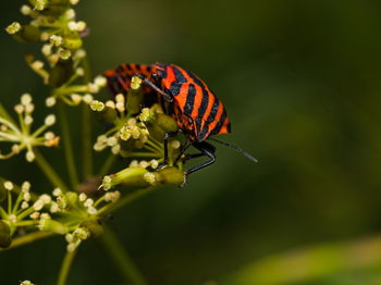 Close-up of butterfly pollinating on flower