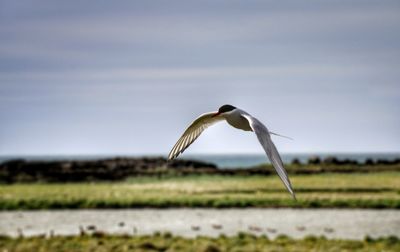 Close up of a bird