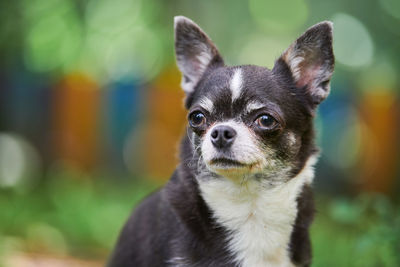 Chihuahua puppy portrait, little dog in garden. cute small doggy on grass. chihuahua breed