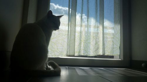 Cat looking through window