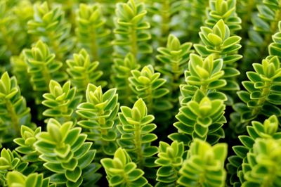 Full frame shot of green leaves