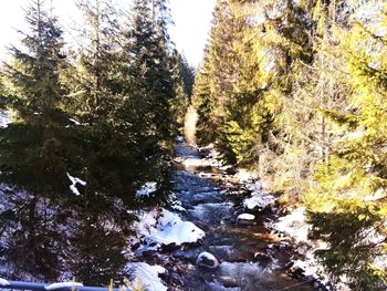 Scenic view of river amidst trees against sky