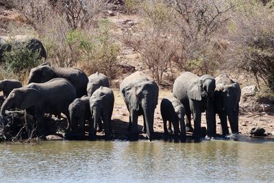 View of elephant drinking water