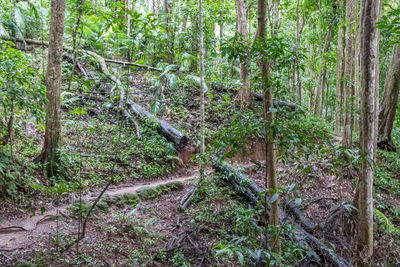 Trees in forest