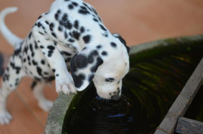 High angle view of a dog