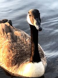 Close-up of duck swimming on lake