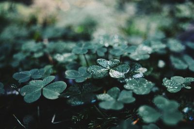 Close-up of water drops on plant during winter