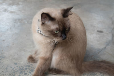 Portrait of cat looking away