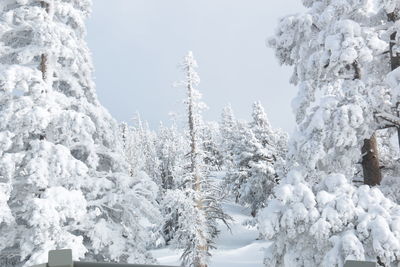 Low angle view of frozen trees against sky