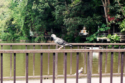 Bird perching on railing against plants