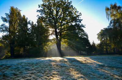 Scenic view of trees against clear sky