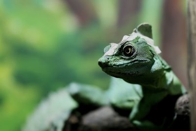 Close-up of a lizard