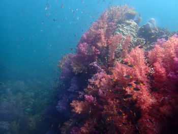 View of fish swimming underwater