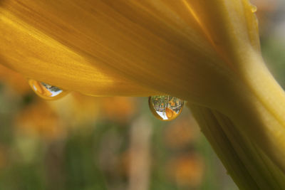 Close-up of yellow flower