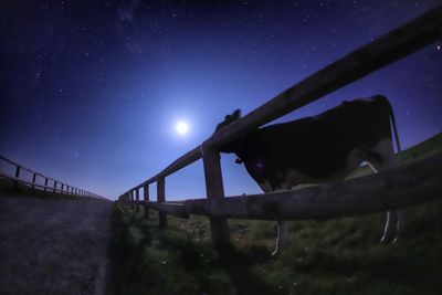 View of an animal on field at night