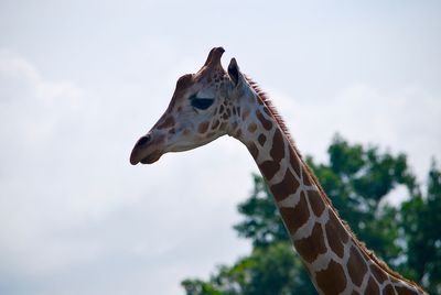 Close-up of giraffe against clear sky