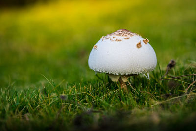 Close-up of mushroom growing on field