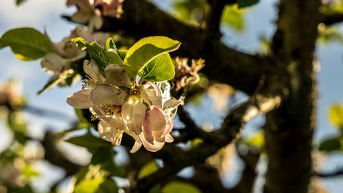 Close-up of tree