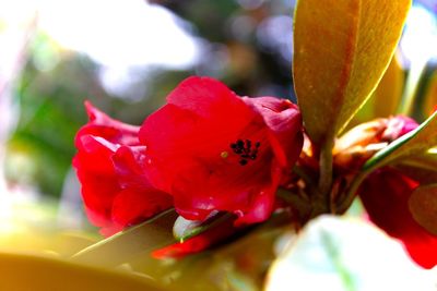 Close-up of red flowering plant