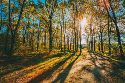 Trees in forest against bright sun