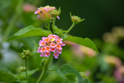 Close-up of pink flowering plant