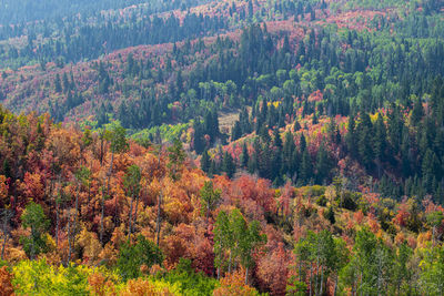 High angle view of pine trees in forest during autumn