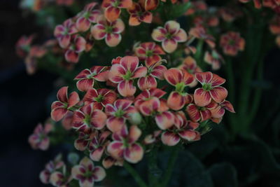 Close-up of pink flowering plants