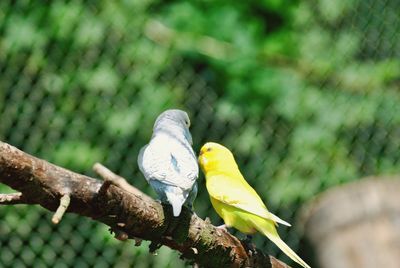 Close-up of parrot perching on branch