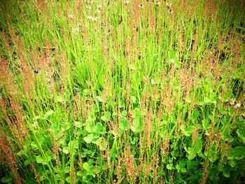 Plants growing on field