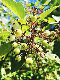 Close-up of berries growing on tree