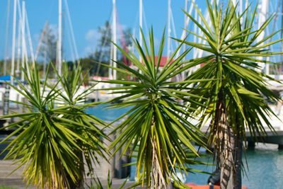 Close-up of palm tree against sky