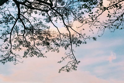 Low angle view of bare trees against sky