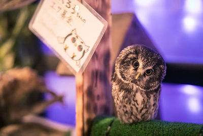 Close-up of illuminated bird