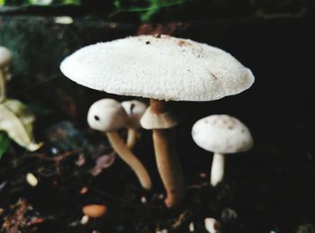 Close-up of fly agaric mushroom