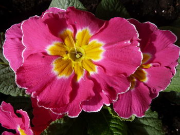 Close-up of pink flower blooming outdoors