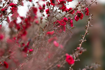 Close-up of cherry blossoms on tree