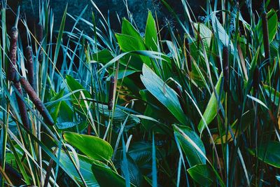 Full frame shot of grass growing on field