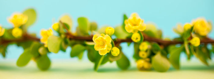 Close-up of yellow flowering plant against clear sky