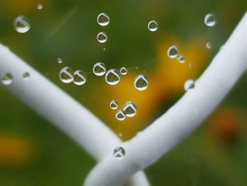 Close-up of water drops on leaf