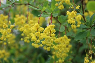 Close-up of flower blooming in park