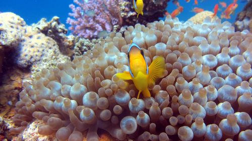 Fish swimming in sea