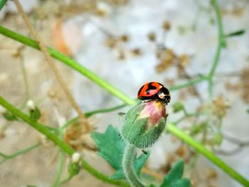 Close-up of ladybug on plant