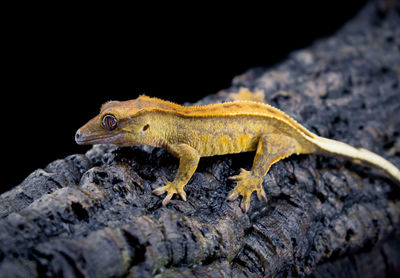 Close-up of lizard on rock