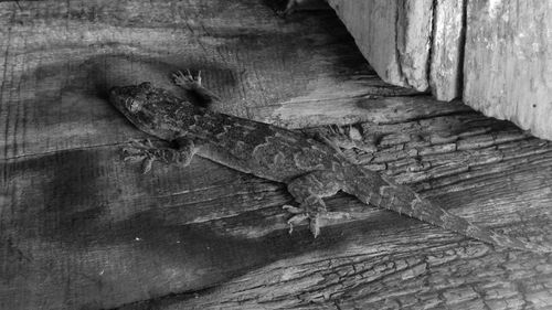 Close-up of lizard on wood