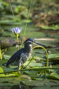 Close-up of bird perching on flower