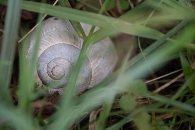 Close-up of snail on land