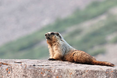 A marmot alert ontop of a large rock